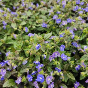 VERONICA peduncularis 'Georgia Blue'