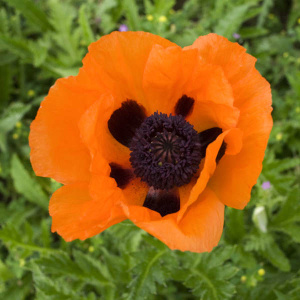 PAPAVER orientale 'Prince of Orange'