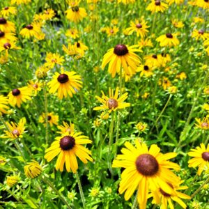 RUDBECKIA fulgida var. sullivantii 'Viette's Little Suzy'