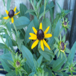 RUDBECKIA fulgida var. sullivantii 'Little Goldstar' PP22397