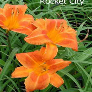HEMEROCALLIS 'Rocket City'
