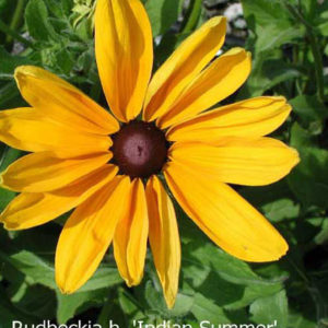 RUDBECKIA hirta 'Indian Summer'