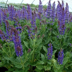 SALVIA nemorosa SALLYROSA 'April Night' PP26520