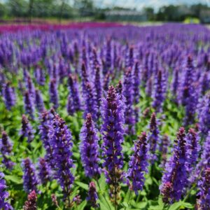 SALVIA nemorosa 'Blue Hill'