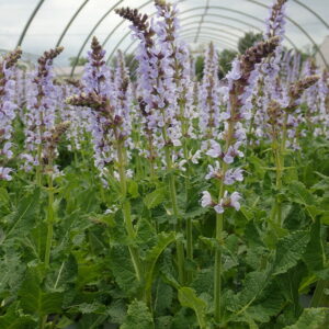 SALVIA COLOR SPIRES&reg; 'Crystal Blue' PP26344