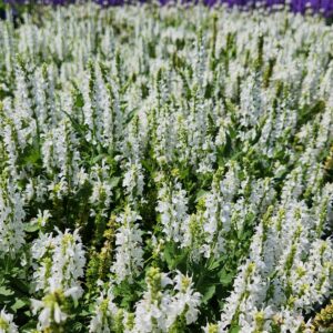 SALVIA nemorosa 'Snow Hill'