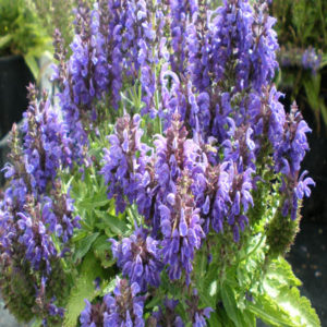 SALVIA nemorosa 'Marcus' PP13322