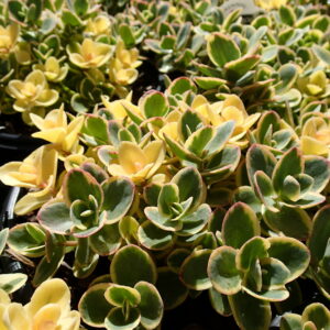 SEDUM SUNSPARKLER® 'Lime Zinger' PP24632