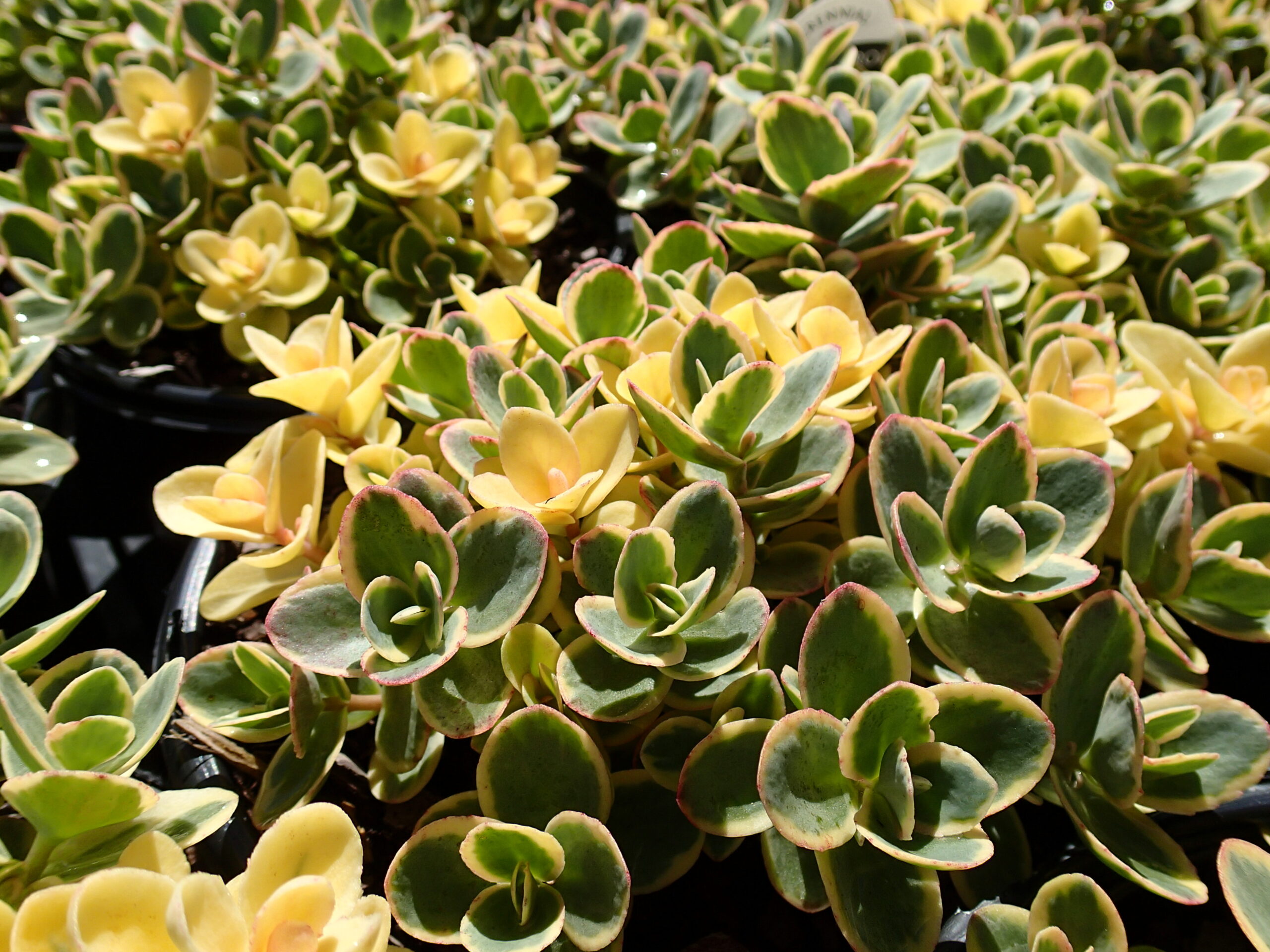 SEDUM SUNSPARKLER® 'Lime Zinger' PP24632