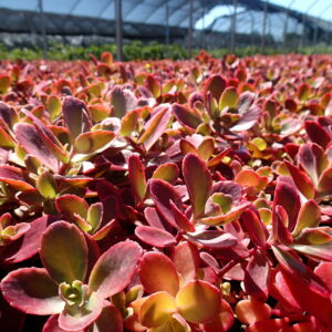 SEDUM SUNSPARKLER® 'Wildfire' PP28621