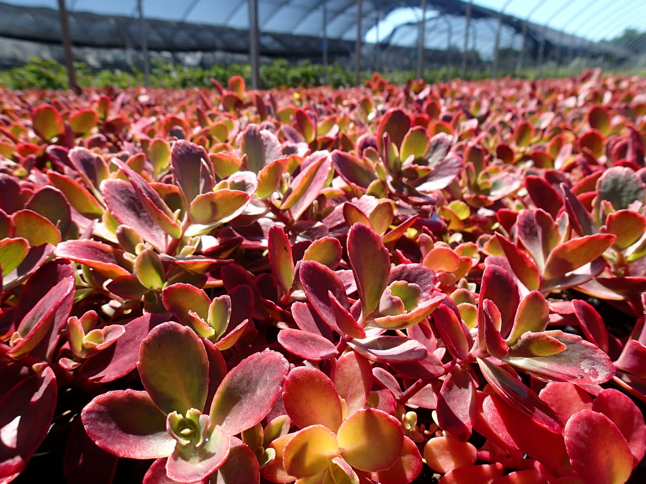 SEDUM SUNSPARKLER® 'Wildfire' PP28621