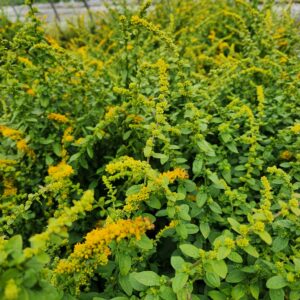 SOLIDAGO sphacelata 'Golden Fleece'