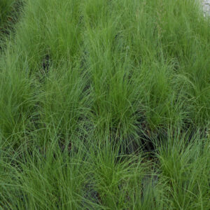 SPOROBOLUS heterolepis