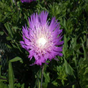 STOKESIA laevis 'Honeysong Purple'