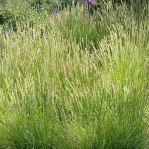 SESLERIA autumnalis