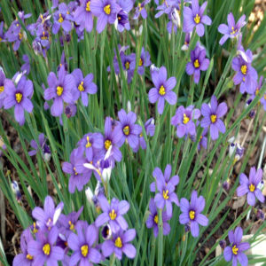 SISYRINCHIUM angustifolium 'Lucerne'