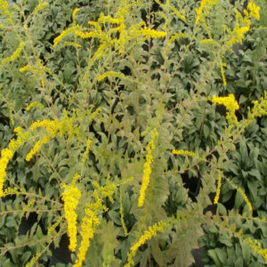 SOLIDAGO rugosa 'Fireworks'