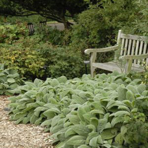 STACHYS byzantina 'Helene von Stein'
