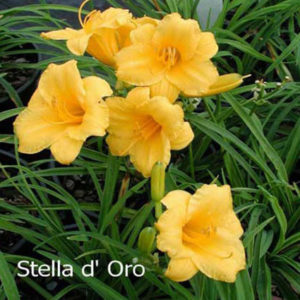 HEMEROCALLIS 'Stella d'Oro'