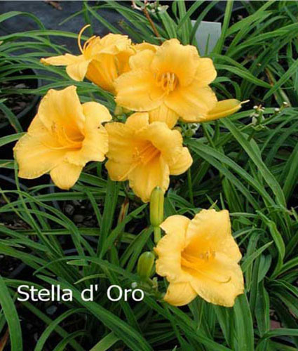 HEMEROCALLIS 'Stella d'Oro'