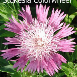 STOKESIA laevis 'Colorwheel' PP12718