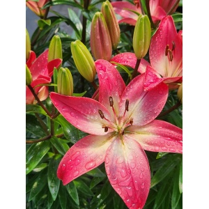 LILIUM asiatic pixie 'Tiny Diamond' PPAF