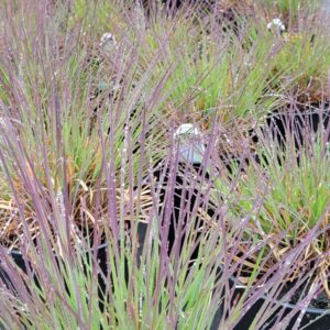 SCHIZACHYRIUM scoparium 'The Blues'