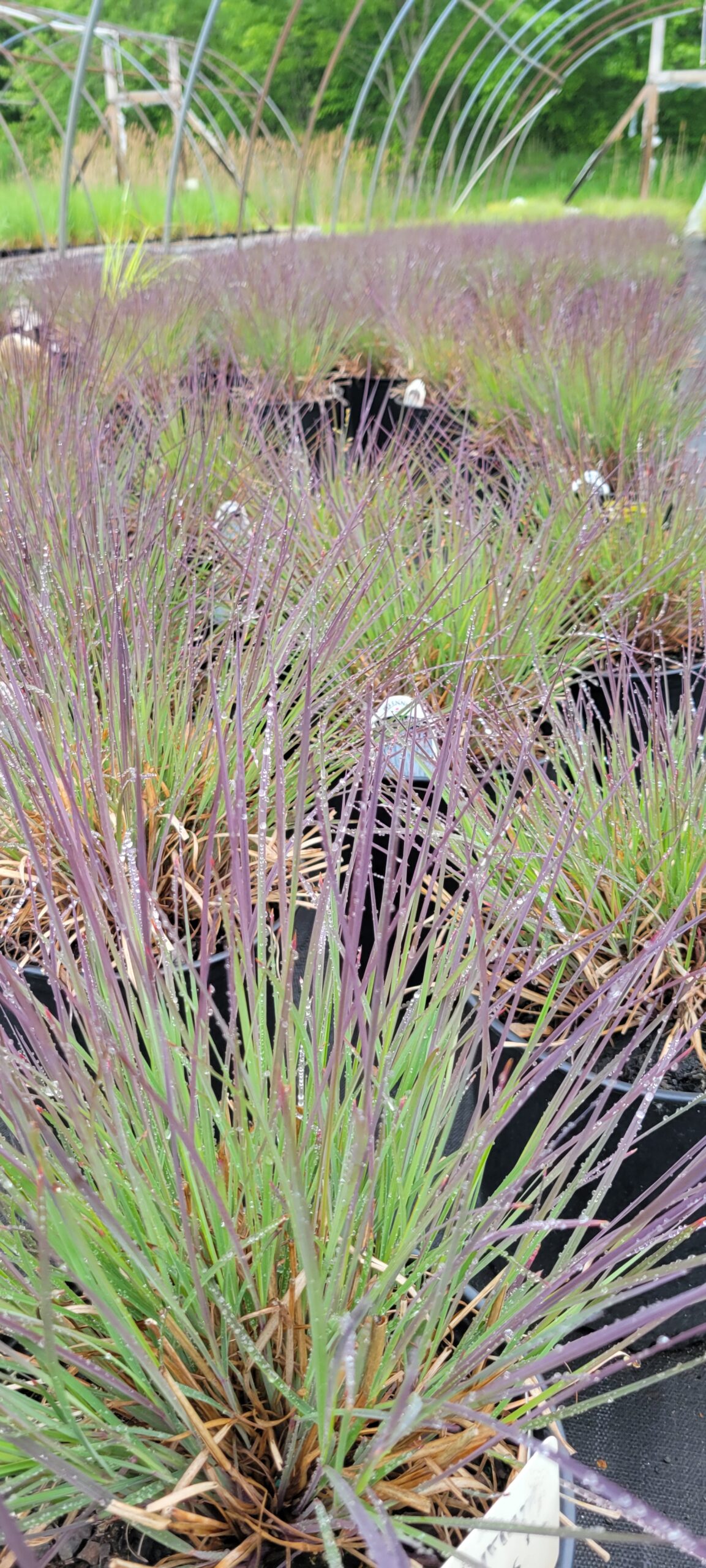 SCHIZACHYRIUM scoparium 'The Blues'