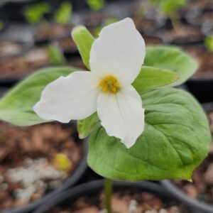 TRILLIUM grandiflorum