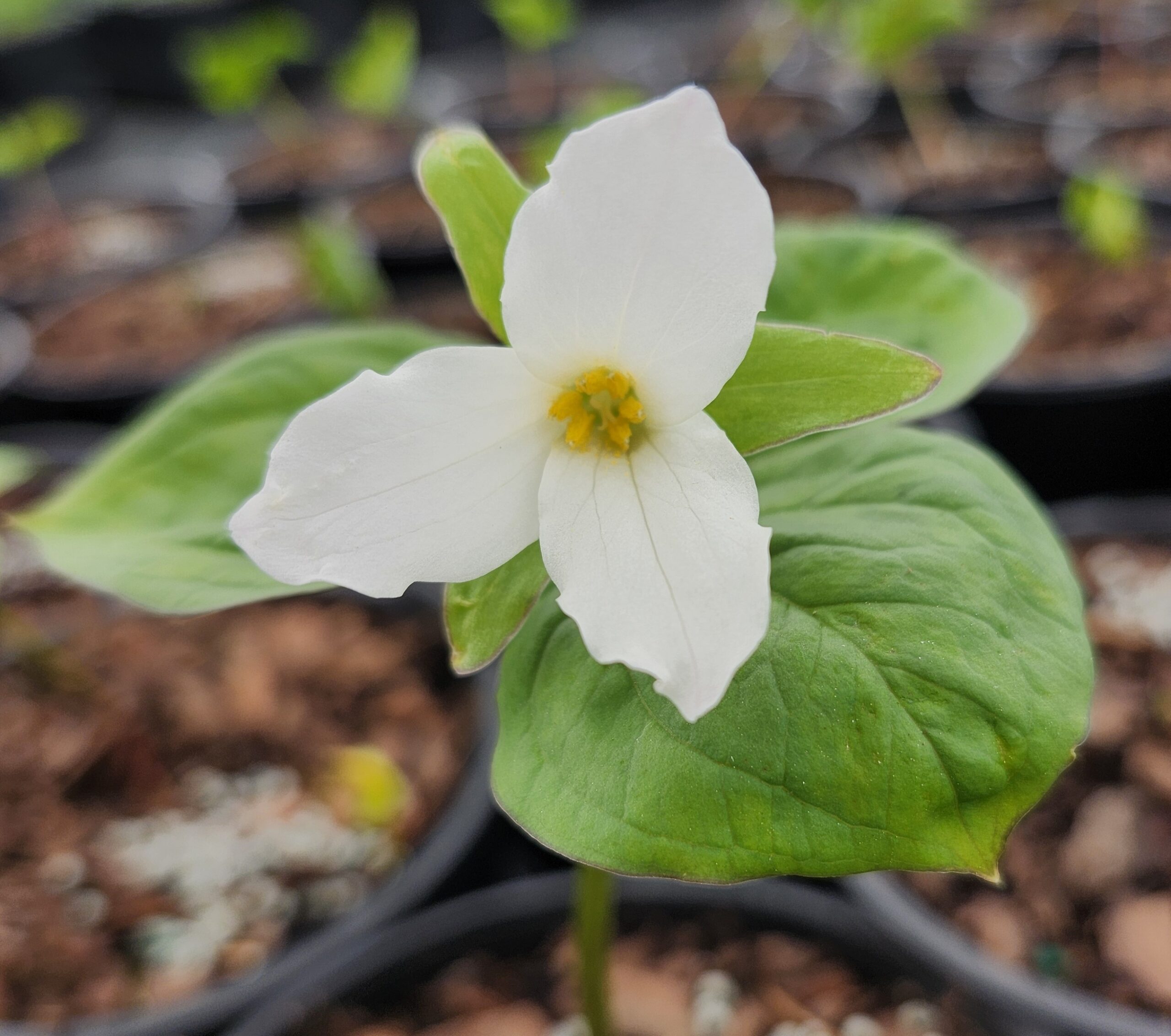 TRILLIUM grandiflorum