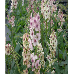 VERBASCUM 'Southern Charm'