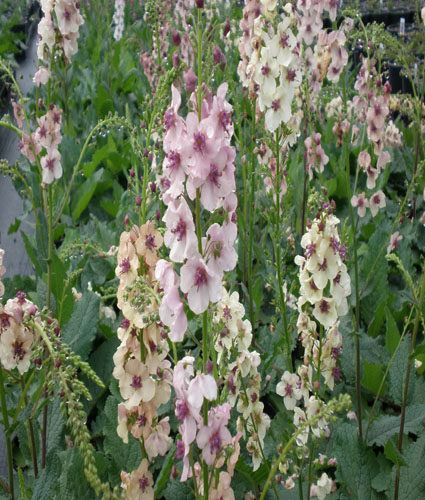 VERBASCUM 'Southern Charm'