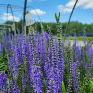 VERONICA 'Blue Skywalker' PP29406