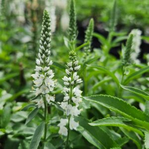 VERONICA MAGIC SHOW&reg; 'White Wands' PP27632