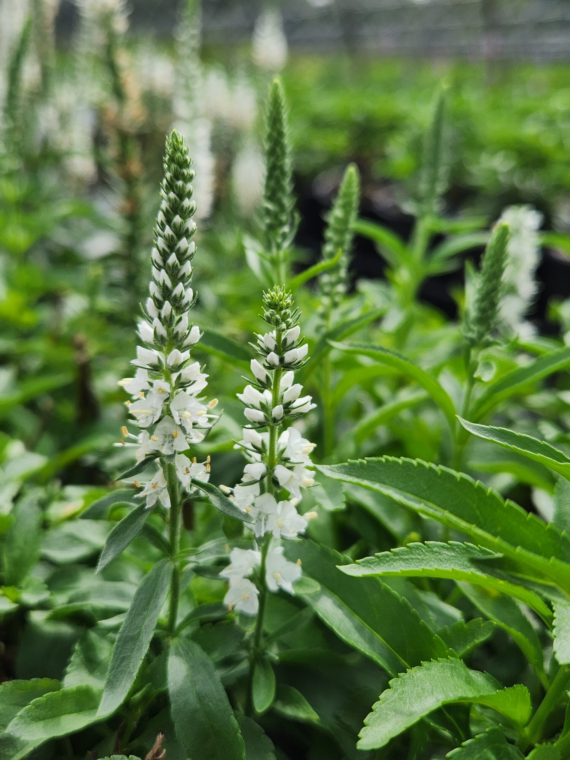 VERONICA MAGIC SHOW® 'White Wands' PP27632