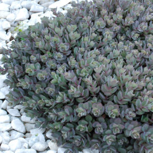 SEDUM SUNSPARKLER® 'Dazzleberry' PP22457