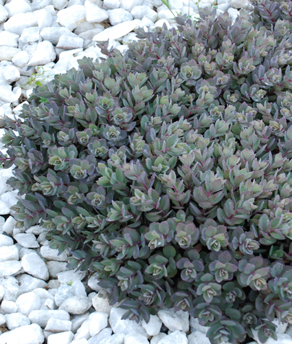 SEDUM SUNSPARKLER® 'Dazzleberry' PP22457