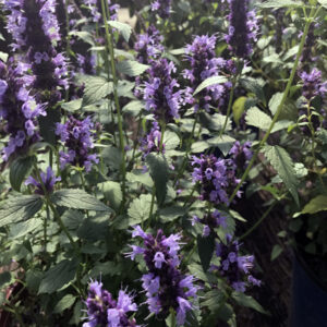 AGASTACHE 'Blue Boa' PP24050