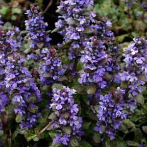 AJUGA reptans 'Bronze Beauty'