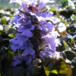 AJUGA reptans 'Black Scallop'
