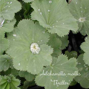 ALCHEMILLA mollis 'Thriller'