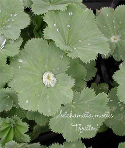 ALCHEMILLA mollis 'Thriller'
