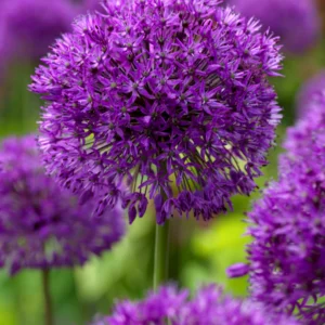 ALLIUM 'Purple Sensation'