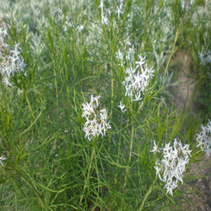 AMSONIA hubrichtii