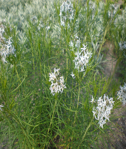 AMSONIA hubrichtii