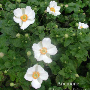 ANEMONE x 'Honorine Jobert'