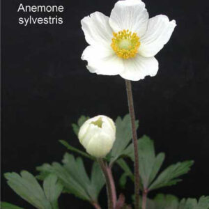 ANEMONE sylvestris