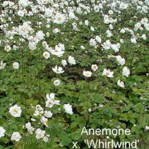 ANEMONE x 'Whirlwind'