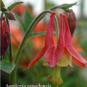 AQUILEGIA canadensis