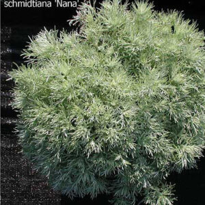 ARTEMISIA schmidtiana 'Nana' (Silver Mound)